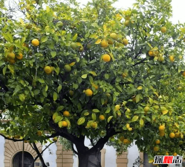 镇宅辟邪什么植物最好,十大镇宅辟邪的植物(椿树护宅及祈寿功用)