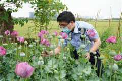 浙江小学生看到罂粟报警 罂粟怎么辨别