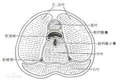 四大不死癌症，不死的癌症是什么病？