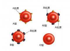 黄金血是什么？世界上只有三个人拥有（