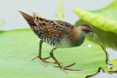 中国最小田鸡：花田鸡，长仅12厘米(爱躲