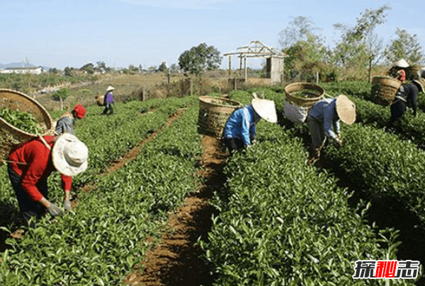 世界上茶叶生产十大国,印度有超10亿饮茶者(70%国内消费)