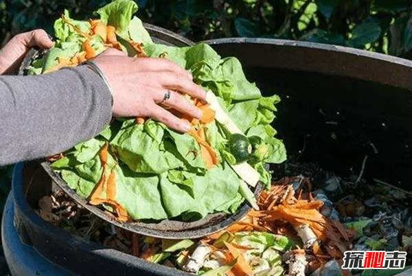 最浪费食物的十大国家,丹麦近70万吨食物被浪费