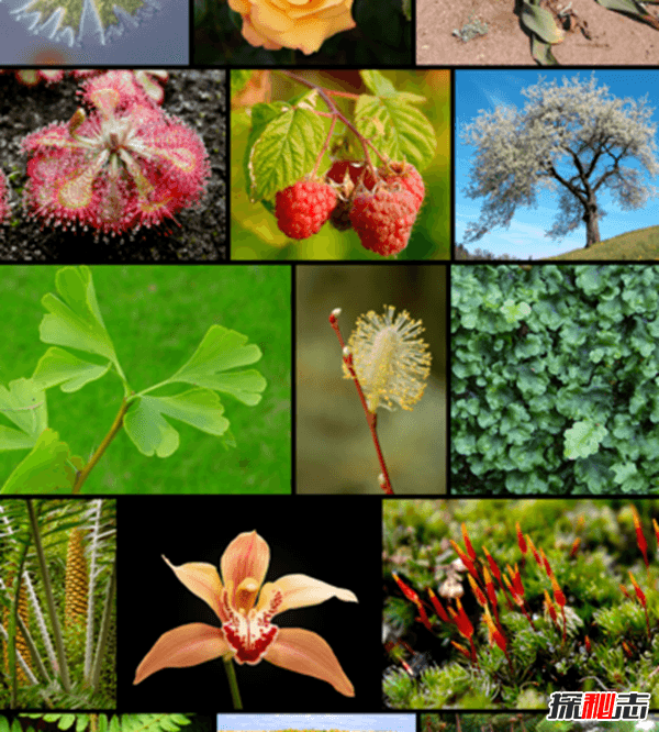 世界上什么植物最危险?盘点世界上12大危险植物