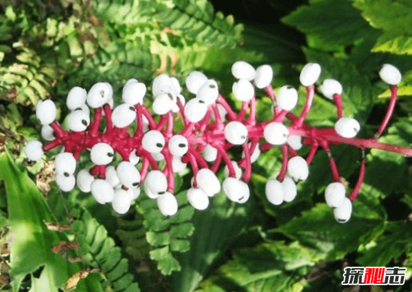 世界上什么植物最危险?盘点世界上12大危险植物