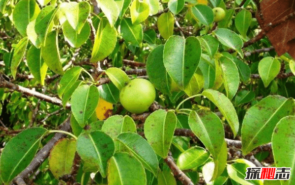 世界上什么植物最危险?盘点世界上12大危险植物