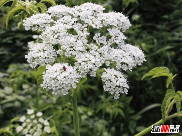 世界上什么植物最危险?盘点世界上12大危险植物