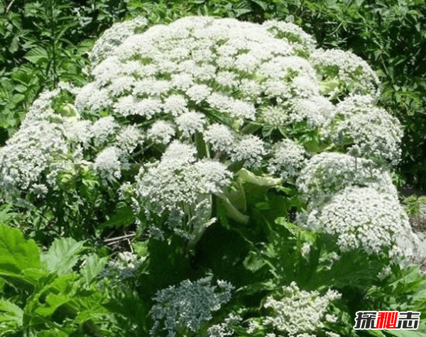 世界上什么植物最危险?盘点世界上12大危险植物