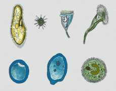 原生生物和原核生物 简单区分解答两种生