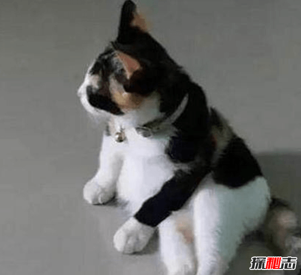 看过来!新手养猫要注意什么,猫的十种特殊举动含义