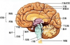 大脑与脊髓的关系：是人体中枢神经（相