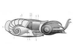 卷壳乌贼:长有螺旋状内壳的软体动物(仅