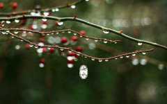 雨水什么意思?雨水节气有哪些寓意（春天