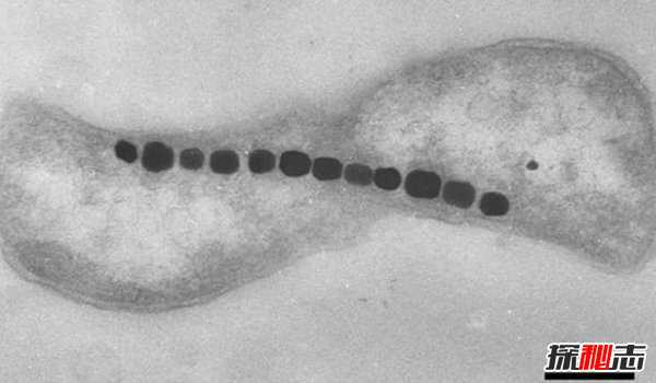 什么细菌最厉害?揭秘世界上十大最强细菌(所向披靡)