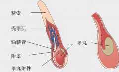 男人为什么“好色”？因为他们拥有两颗