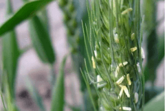 世界上寿命最短的花:小麦开花15分钟，短