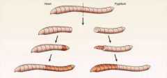 蚯蚓为什么会有再生能力？科学家发现新