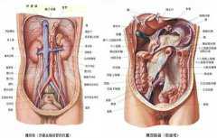 人体中五脏六腑位置图及功能