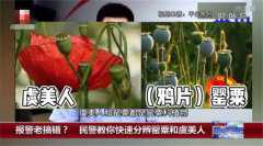 5岁女孩认出罂粟花报警铲除 罂粟花带来的危害