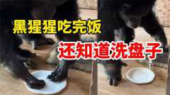 黑猩猩吃完饭主动到水池里洗盘子